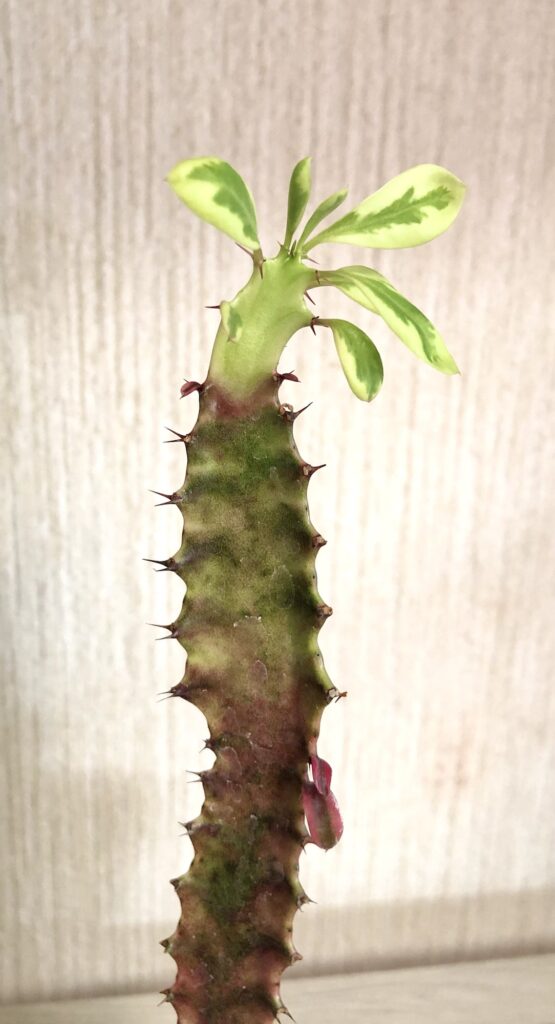 トリゴナピンク新芽