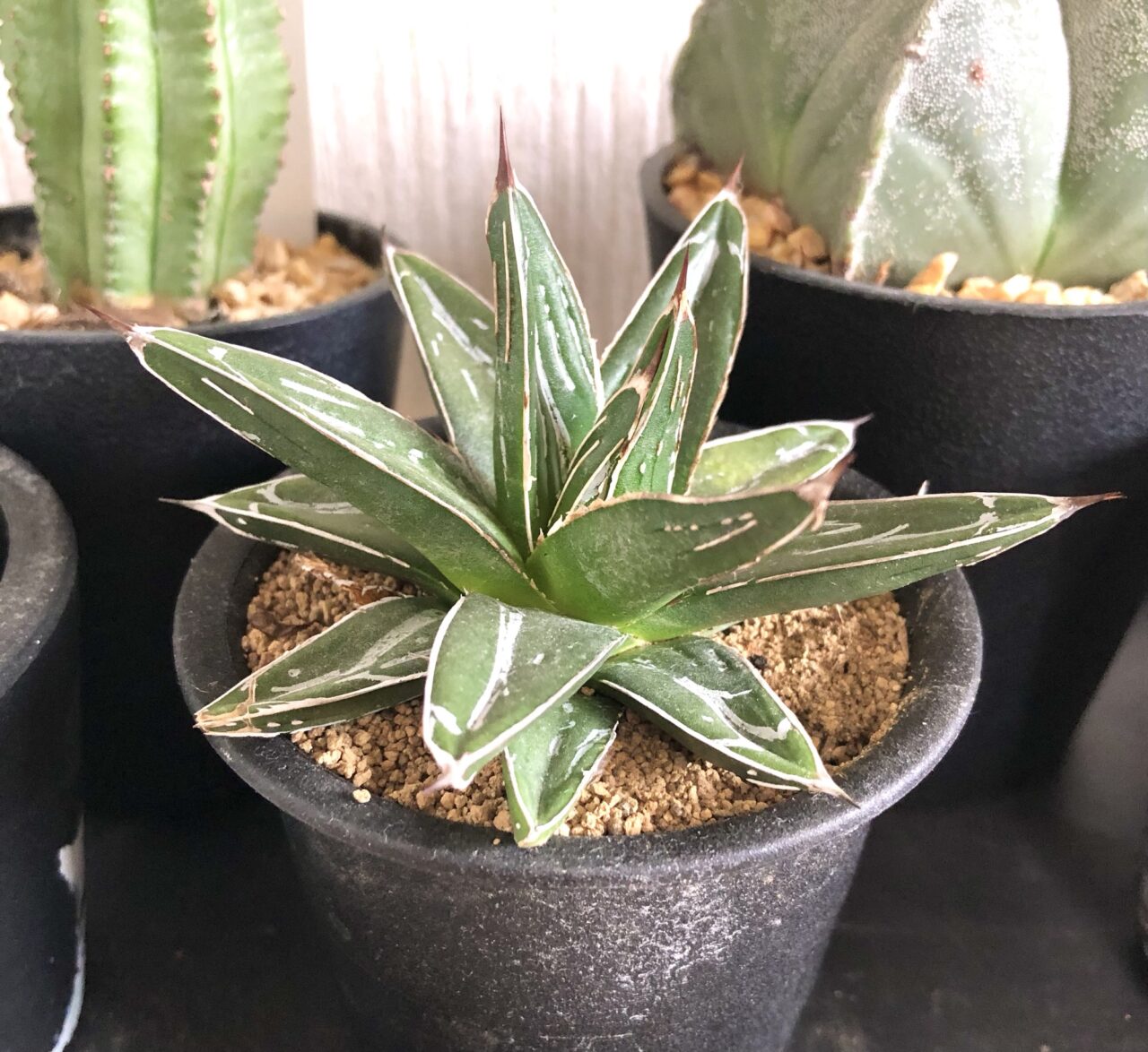 笹の雪コンパクタ