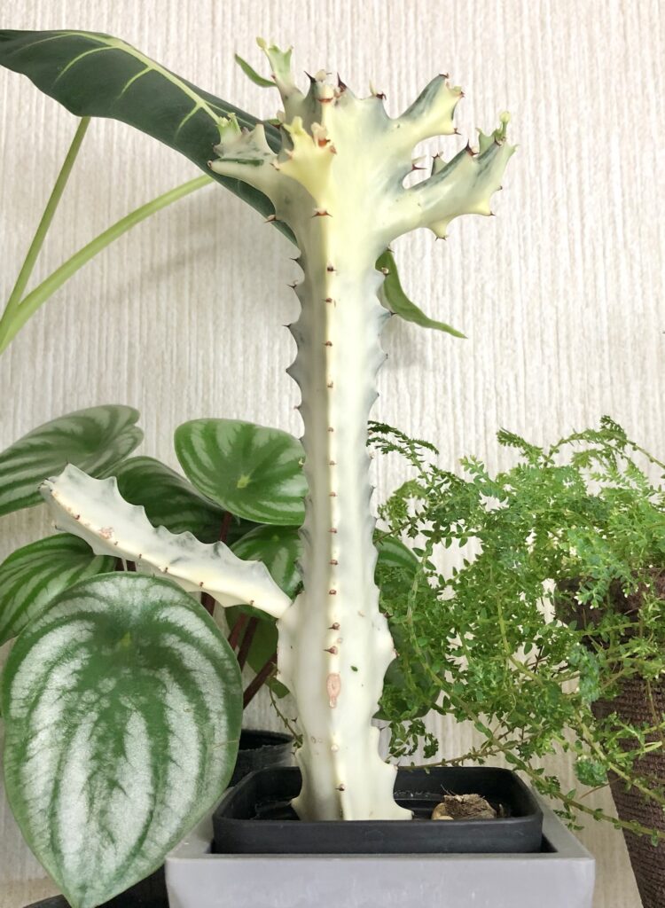 トリゴナ・ホワイトゴーストの成長