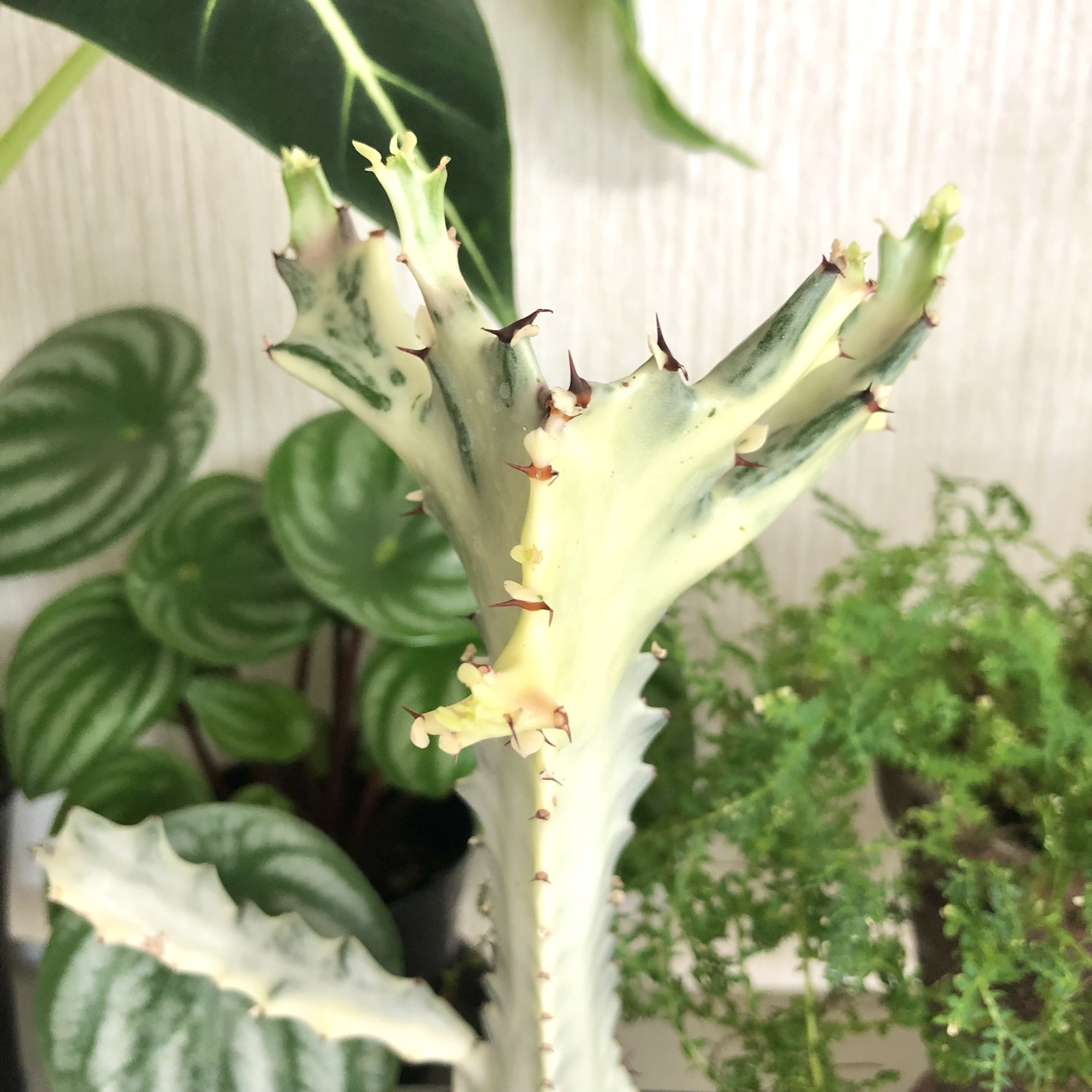 トリゴナ・ホワイトゴーストの成長