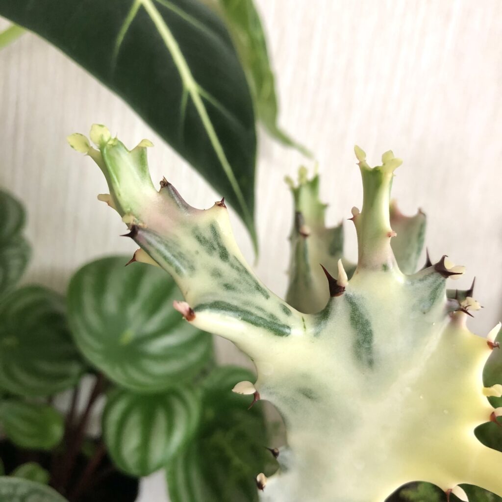 トリゴナ・ホワイトゴーストの成長