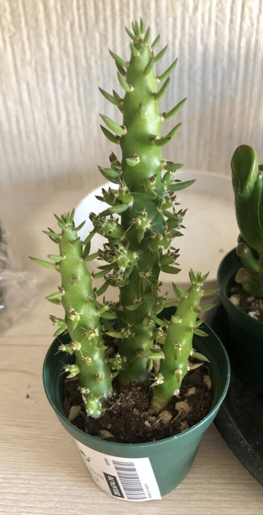 ゴーラムと共に購入したナゾ多肉