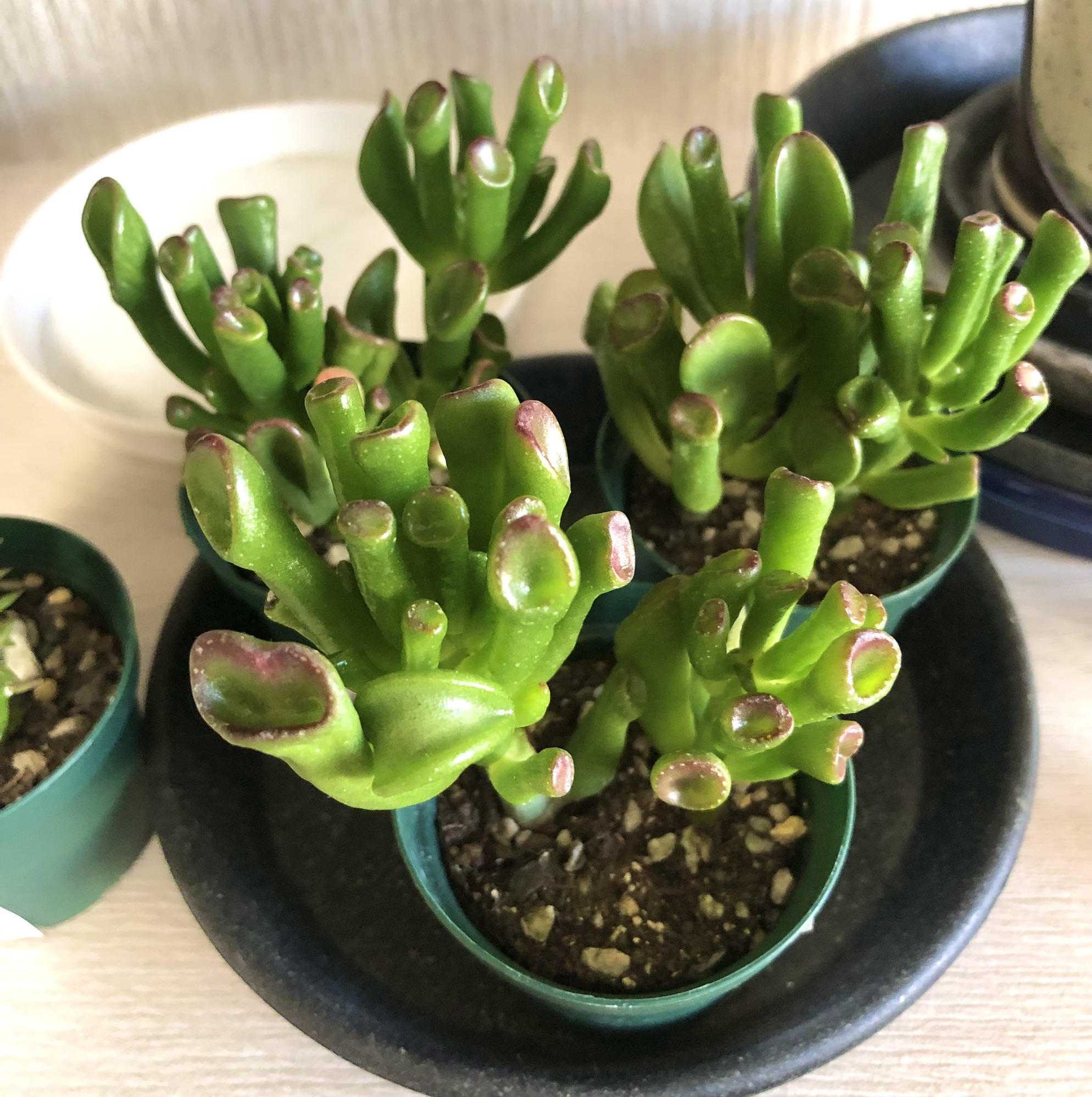 宇宙の木ゴーラム