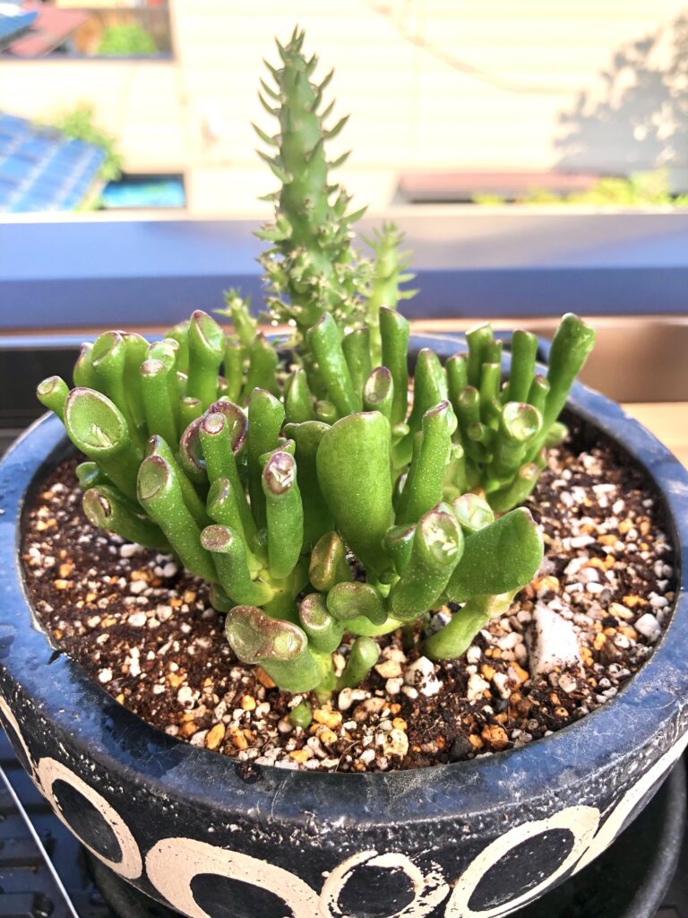 ゴーラムの植替え