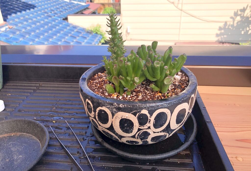 ゴーラムの植替え