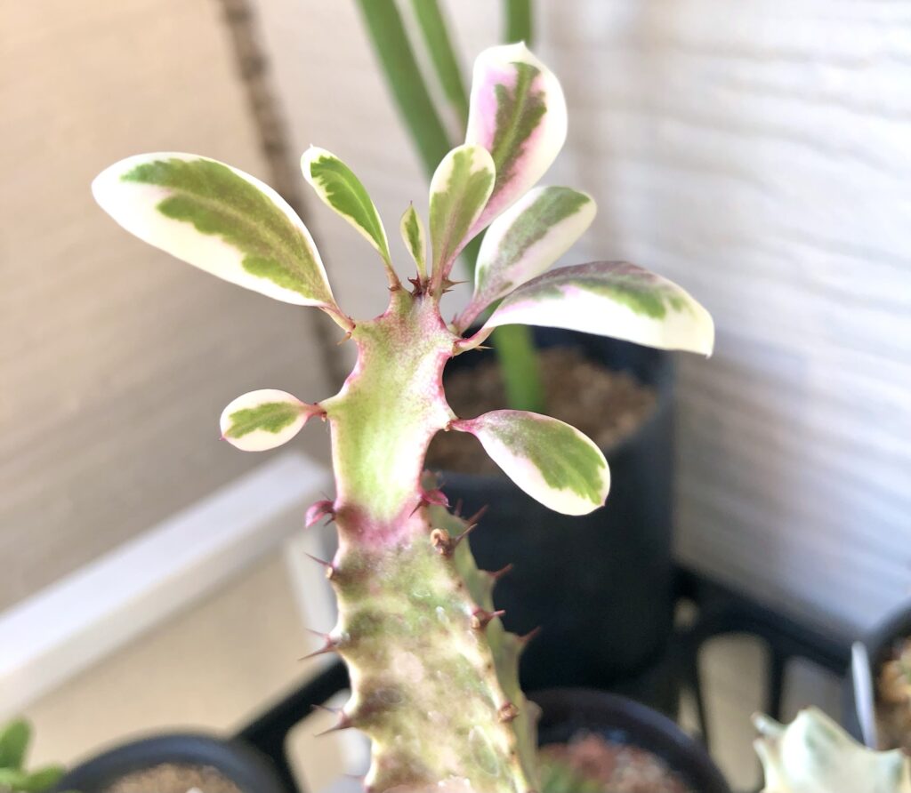 トリゴナ・ピンク新芽の色づき