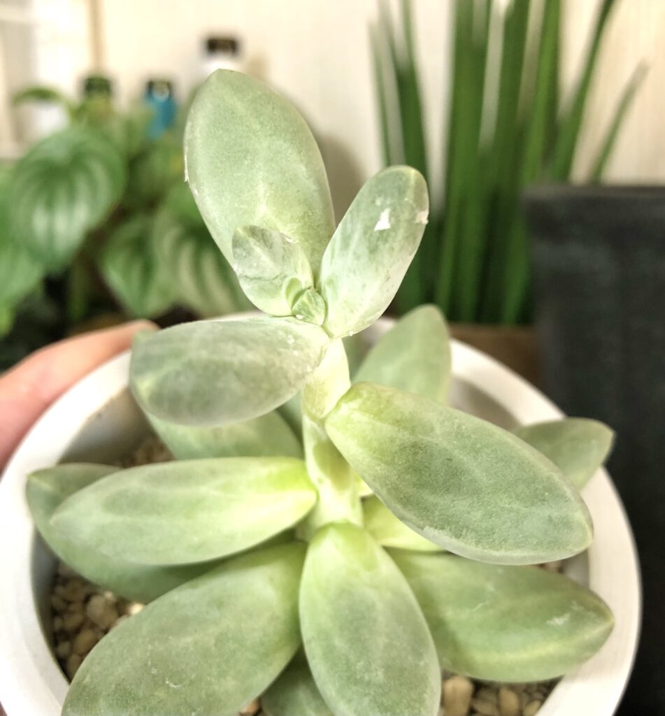 パキベリア・スカイ