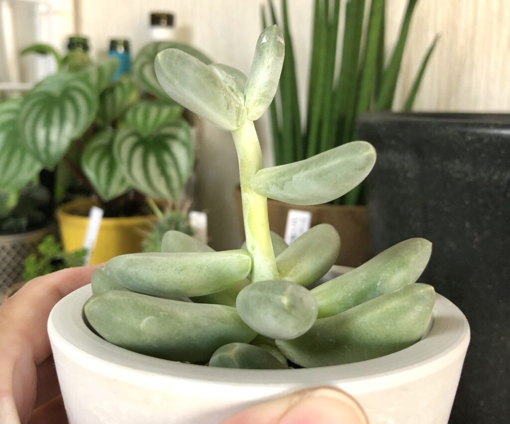 パキベリア・スカイ徒長