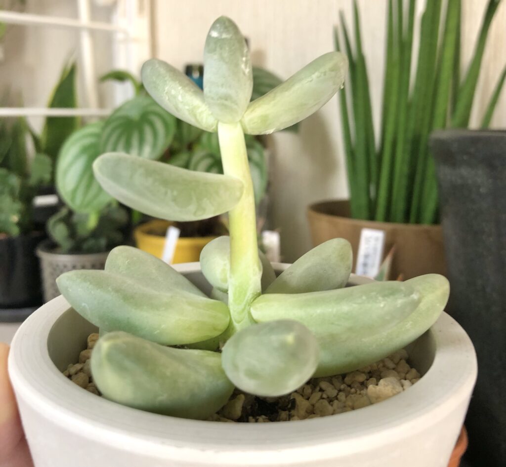 パキベリア・スカイの徒長