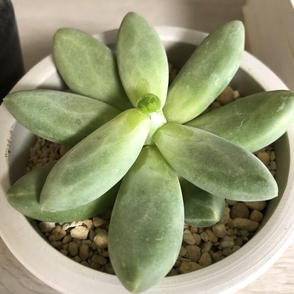 パキベリア・スカイをカット