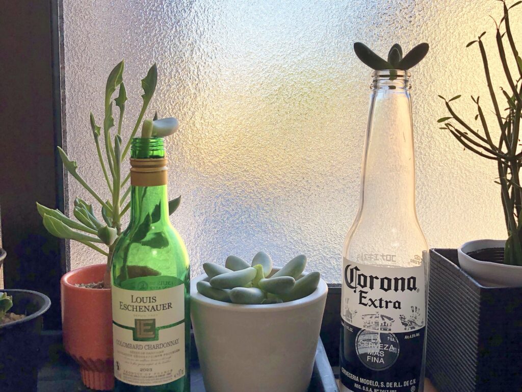 パキベリア・スカイをカット