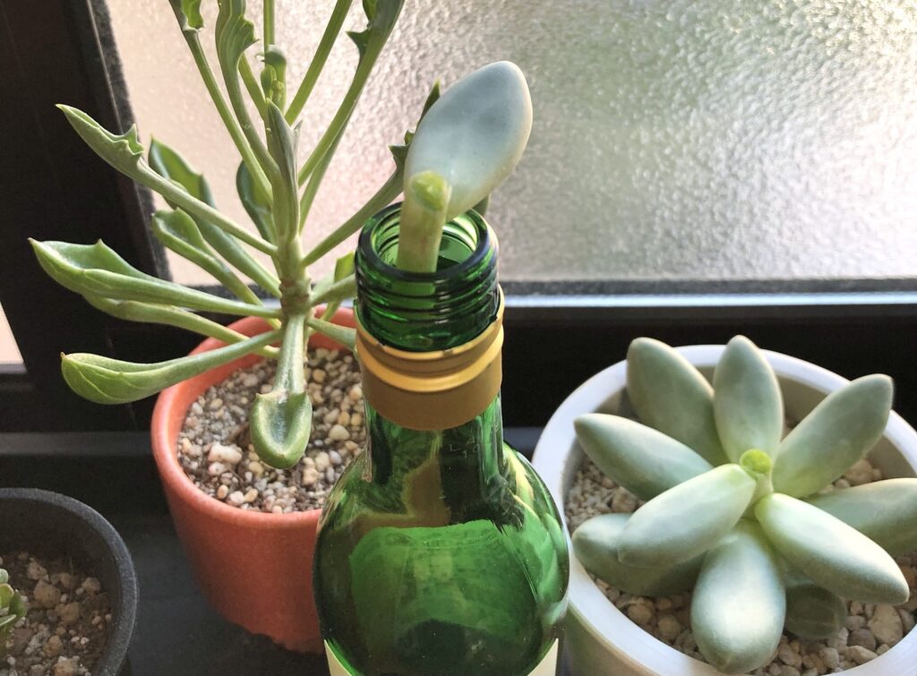 パキベリア・スカイ