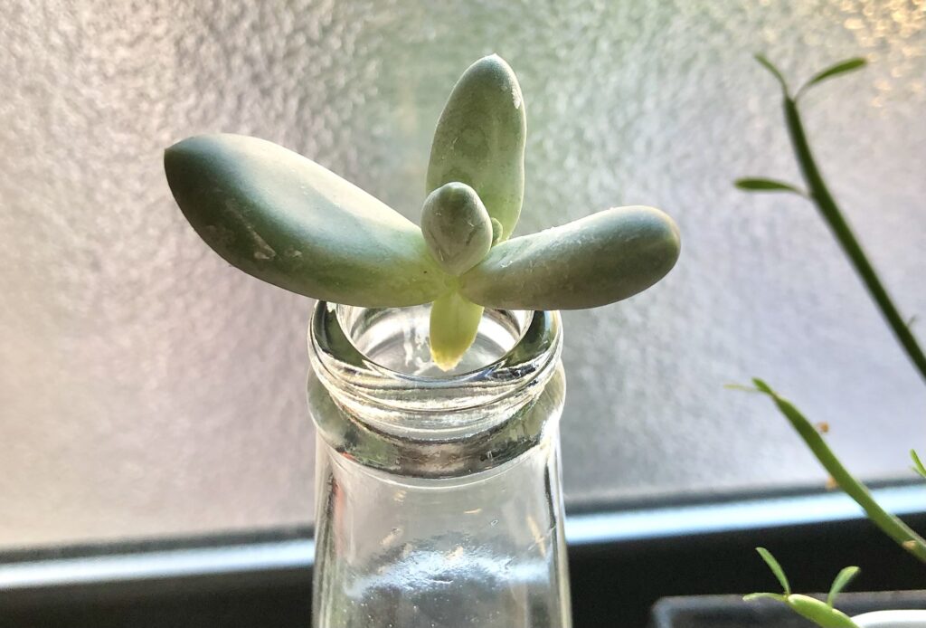 パキベリア・スカイ