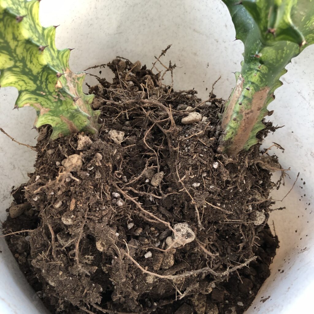 トリゴナイエローの根っこ