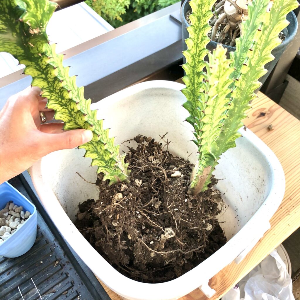 トリゴナイエローの根っこ