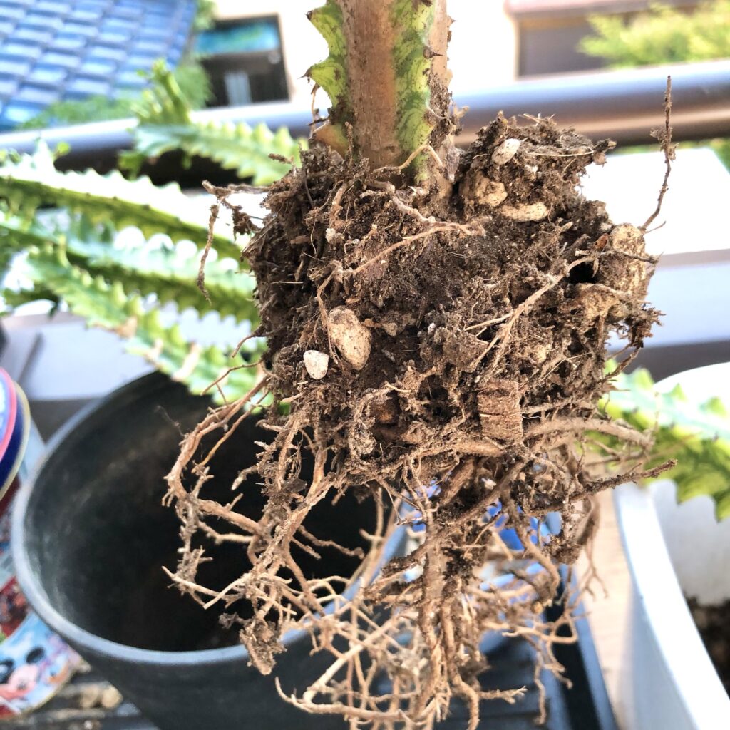 トリゴナイエローの根っこ