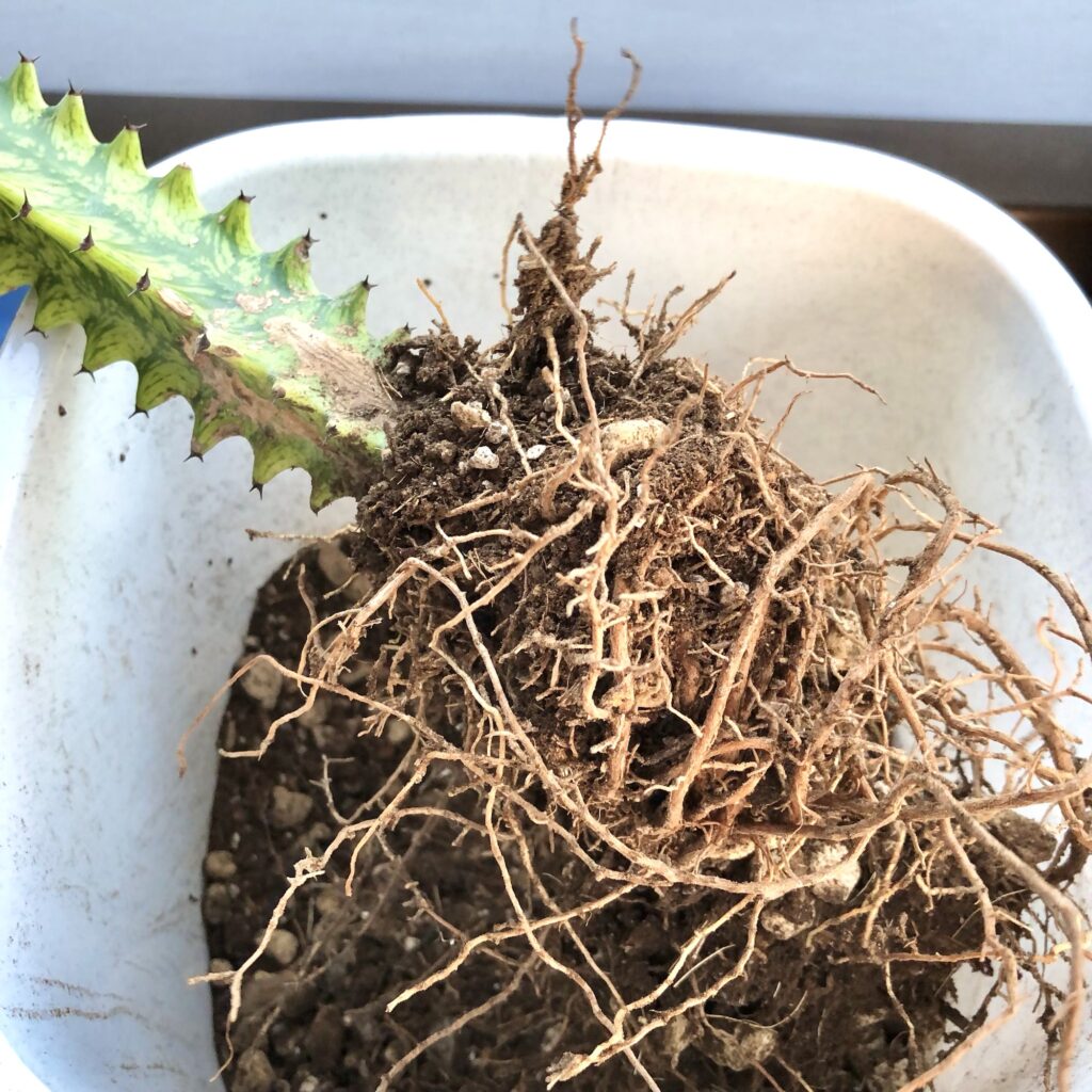 トリゴナイエローの根っこ