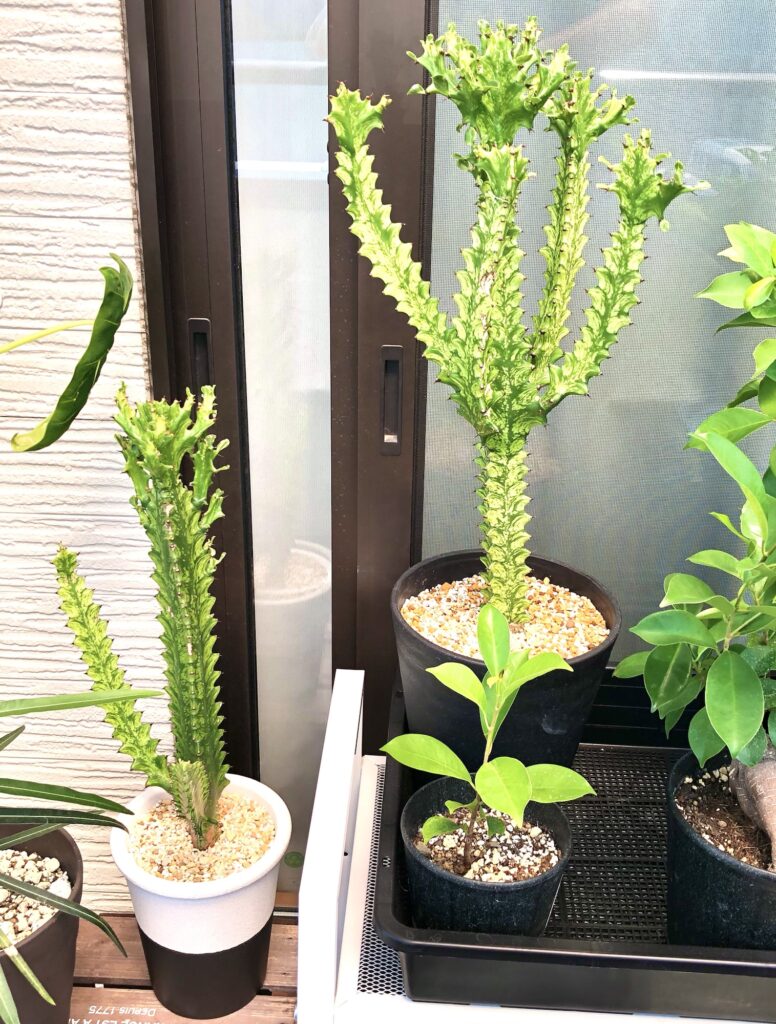 植替え後のトリゴナイエロー
