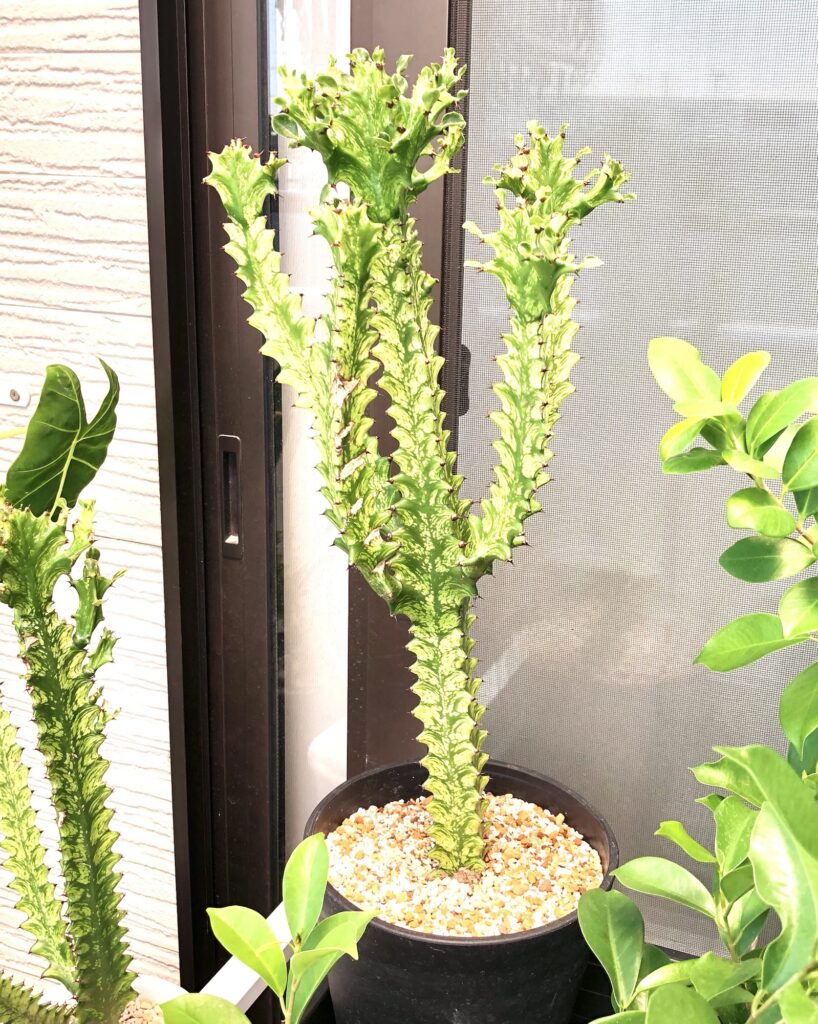 トリゴナ・イエロー