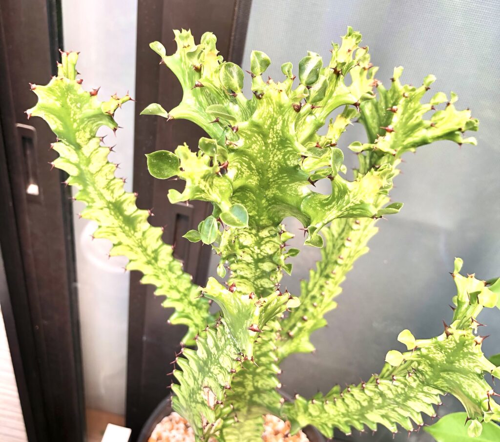 トリゴナイエロー