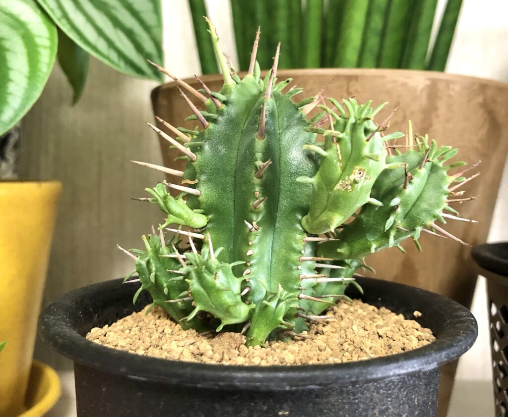 ユーフォルビア・フェロックス