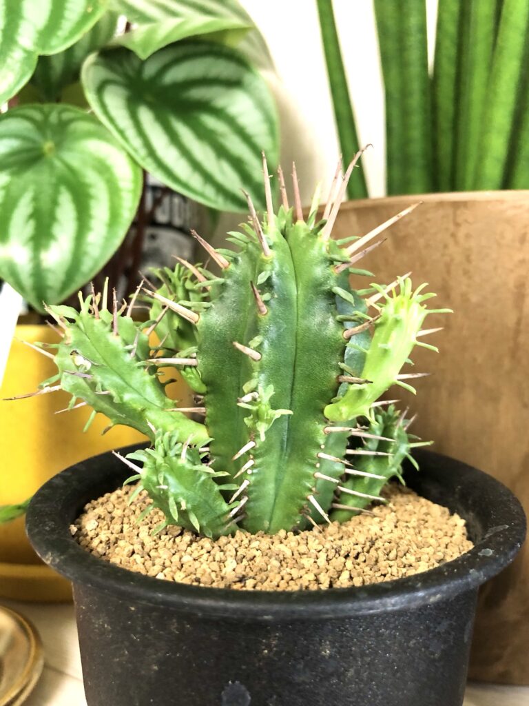 子持ちユーフォルビア・フェロックス