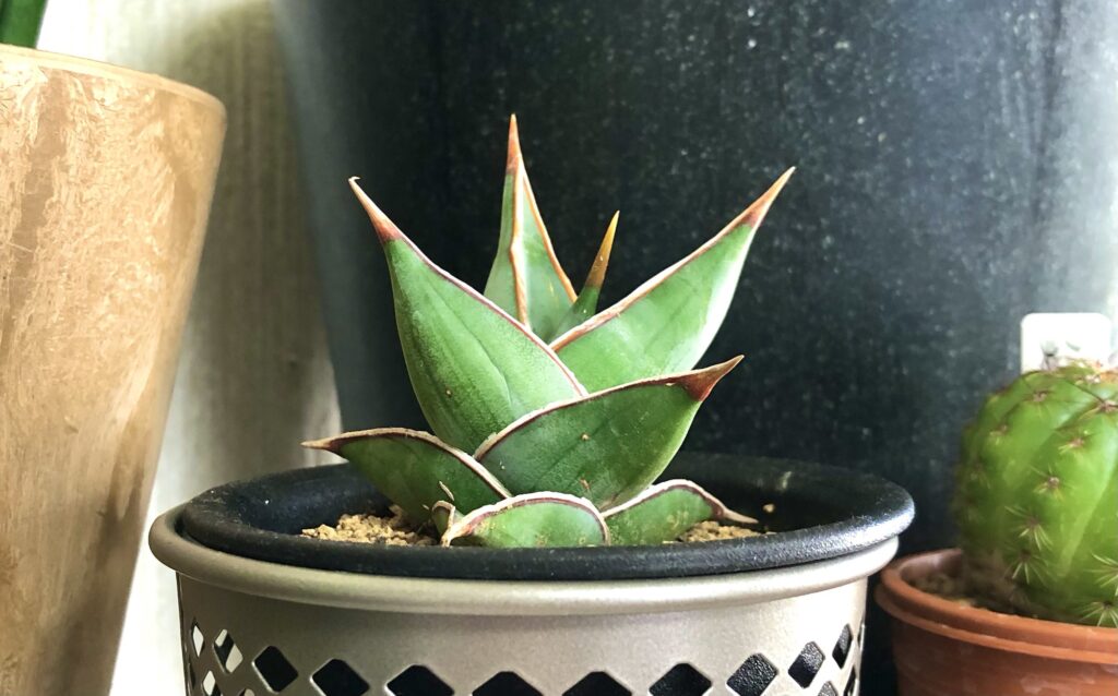 サンセベリアピンギキュラ