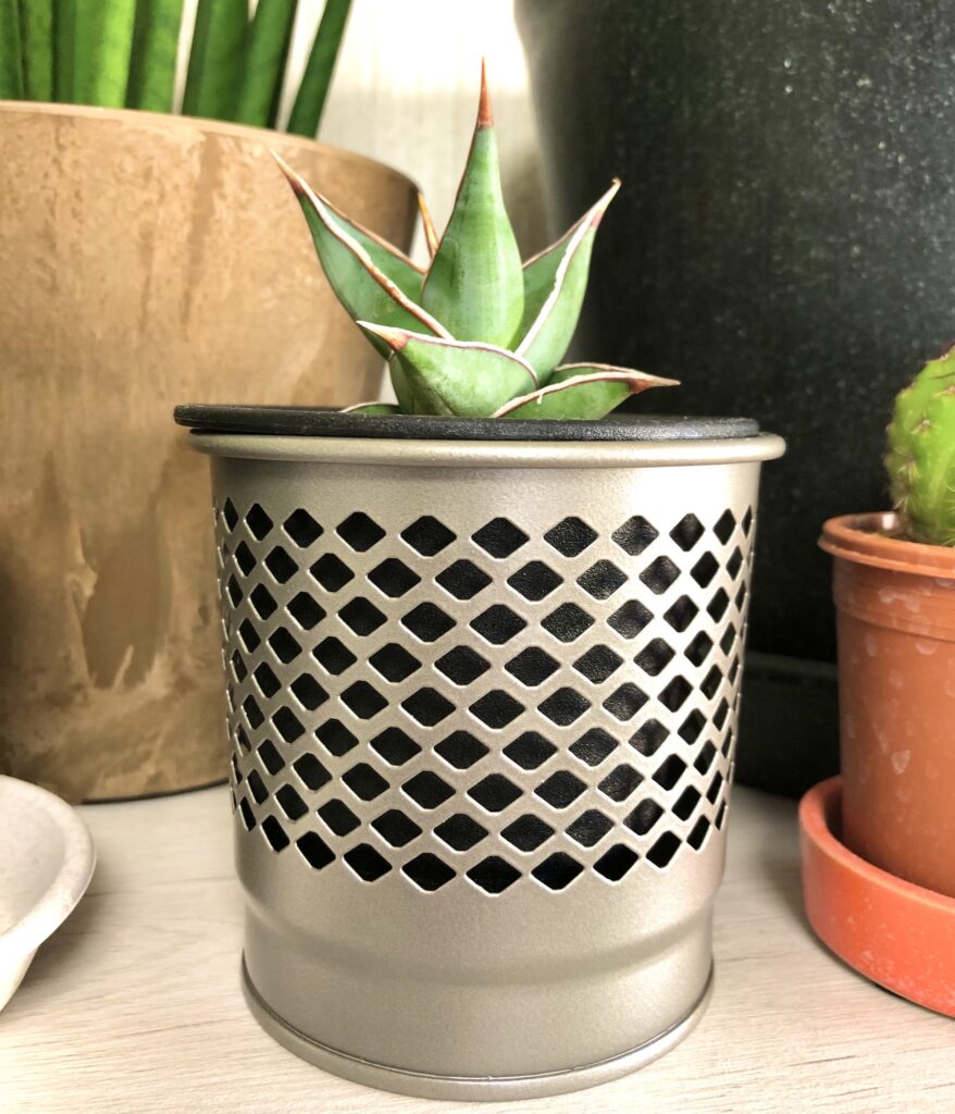 サンセベリアピンギキュラ