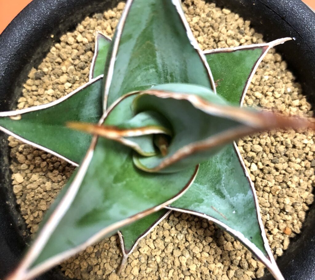 サンセベリアピンギキュラ出番待ちの新芽