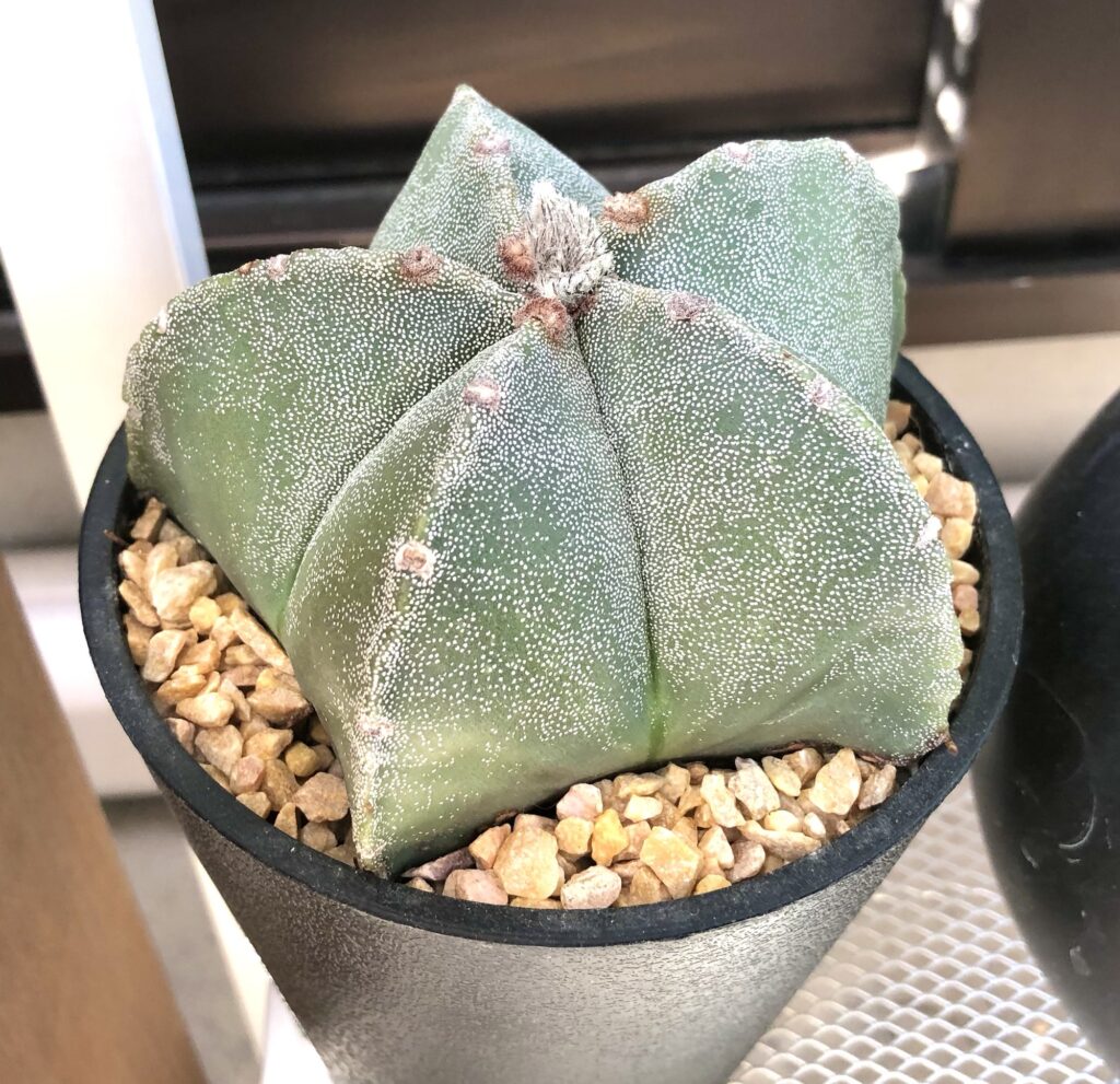 ランポー玉の蕾