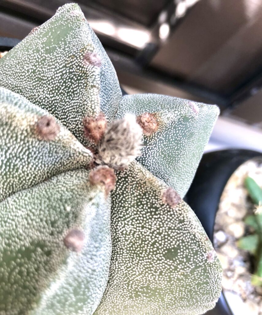 ランポー玉の蕾