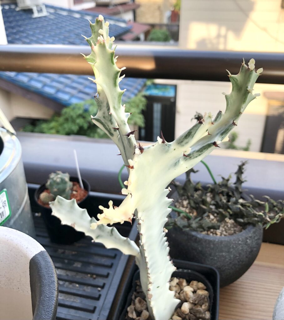 トリゴナ・ホワイトゴーストの成長