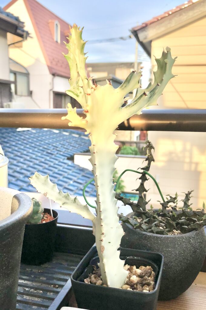 トリゴナ・ホワイトゴーストの成長