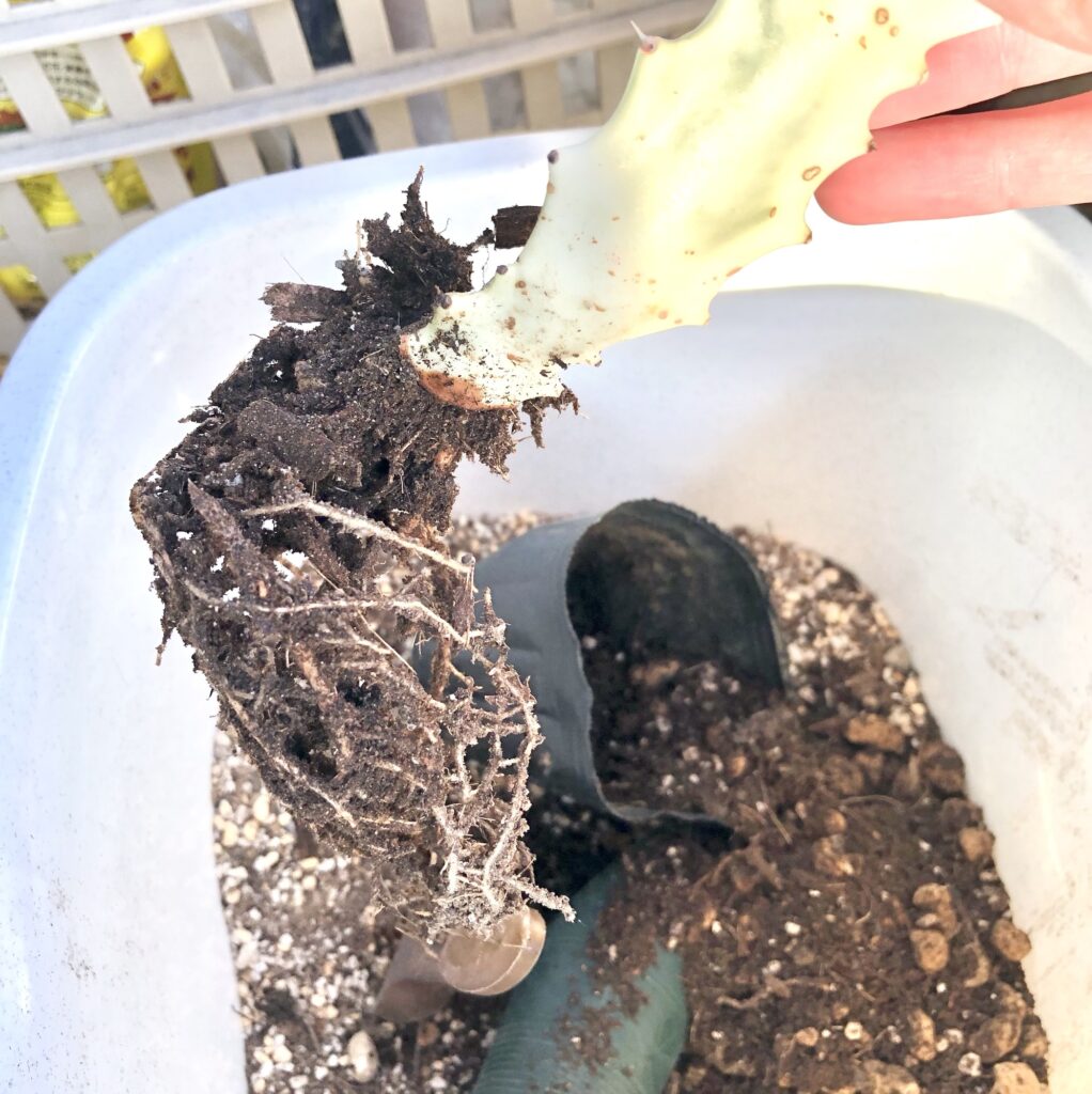 トリゴナ・ホワイトゴーストの根っこ