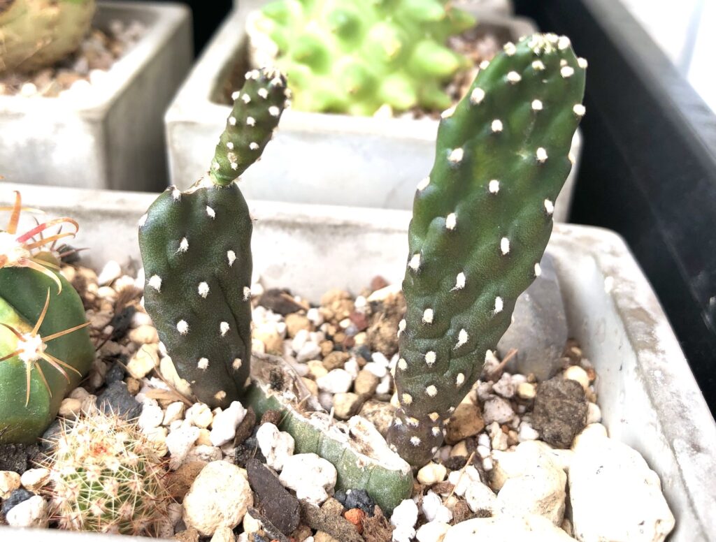 サボテン墨烏帽子