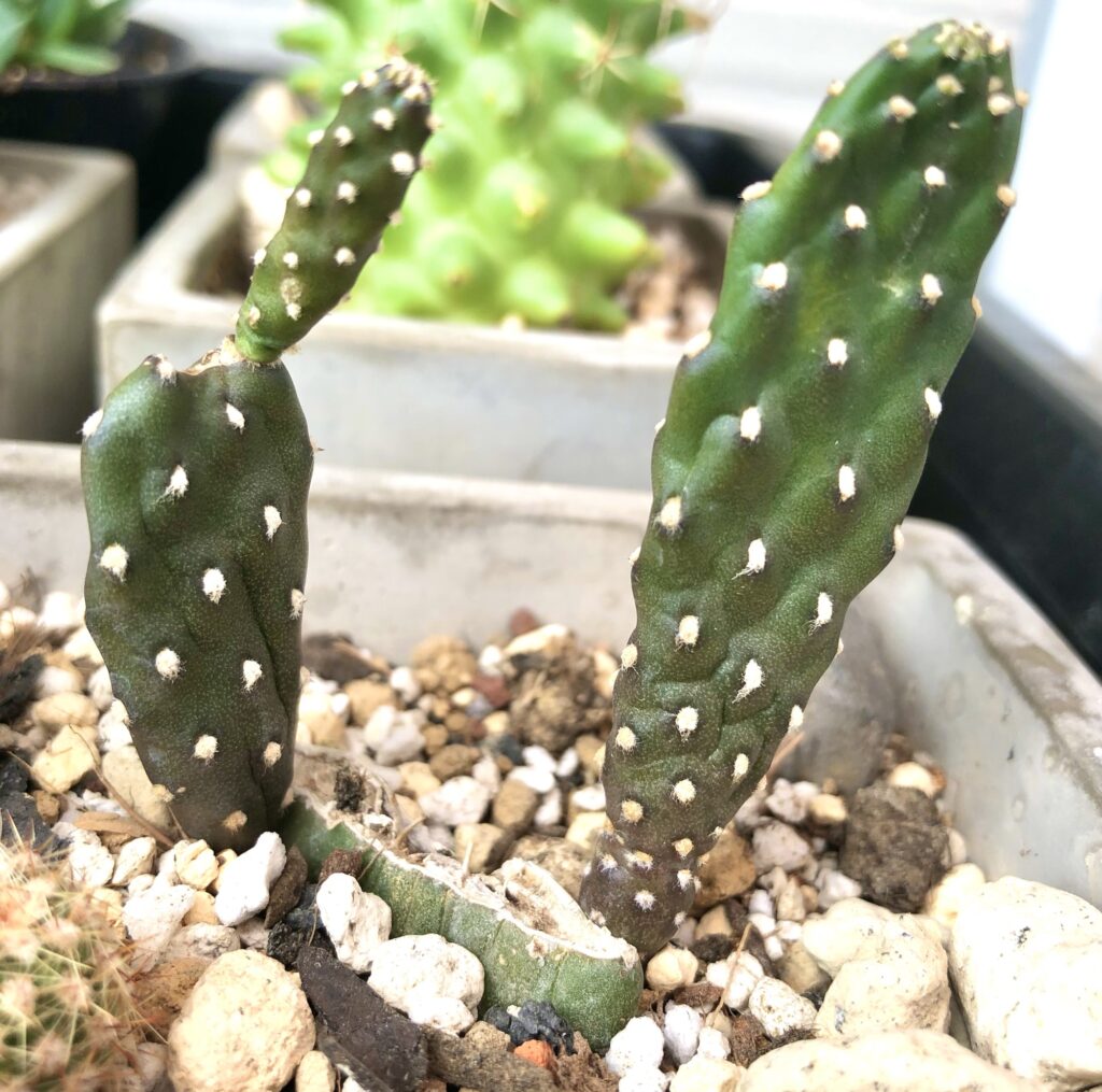 サボテン墨烏帽子