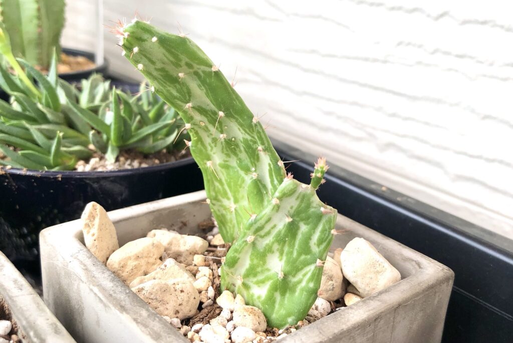 サボテン】オプンチア・マーベリックの育て方と花言葉・風水 – 植物