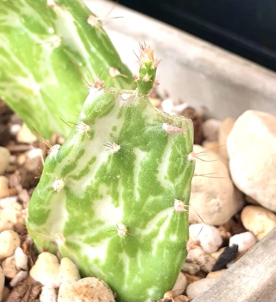 サボテンマーベリックの子ども