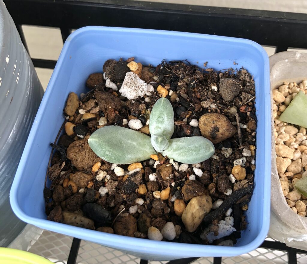 パキベリア・スカイ挿し木