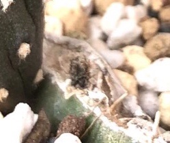 サボテン墨烏帽子の子ども