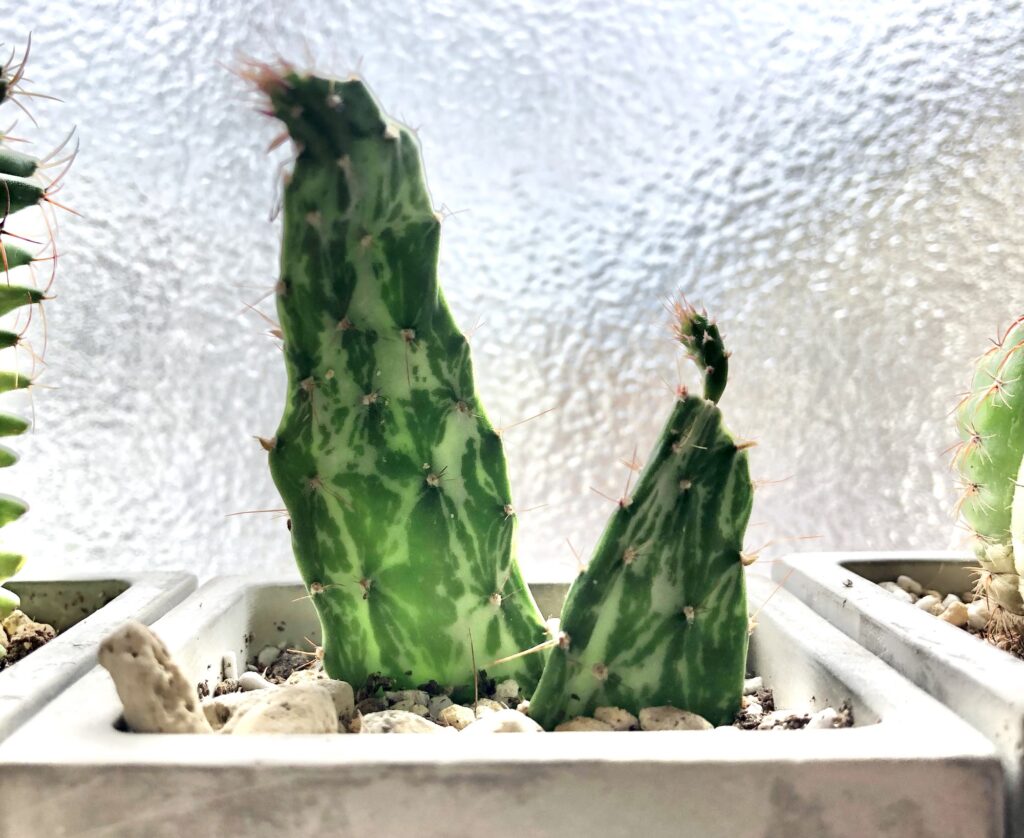 サボテン、オプンチアマーベリック