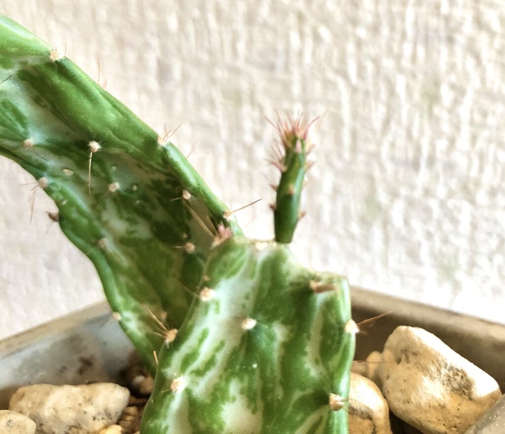 オプンチアマーベリックの子ども