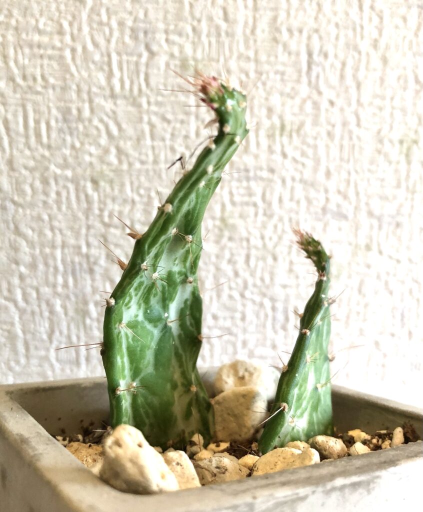 オプンチアマーベリック