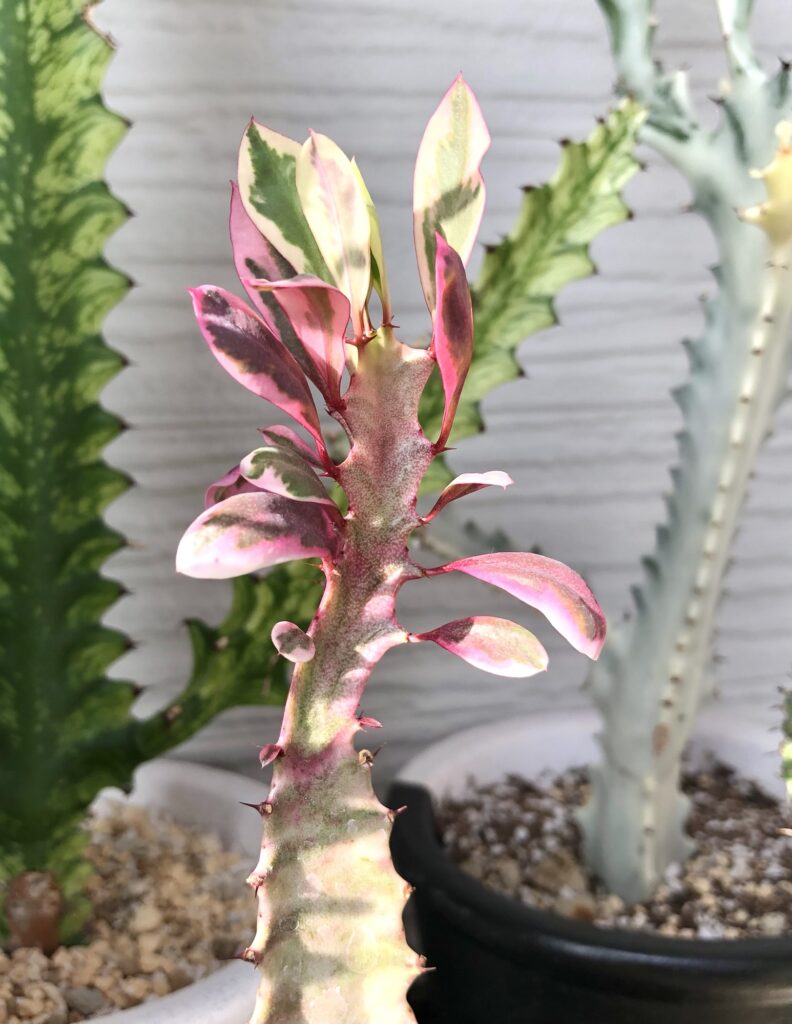 トリゴナピンク斑