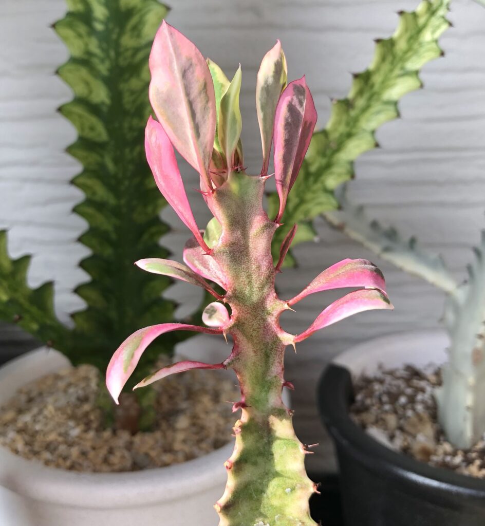 トリゴナ・ピンク斑