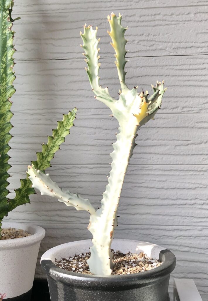 トリゴナ・ホワイトゴーストの成長