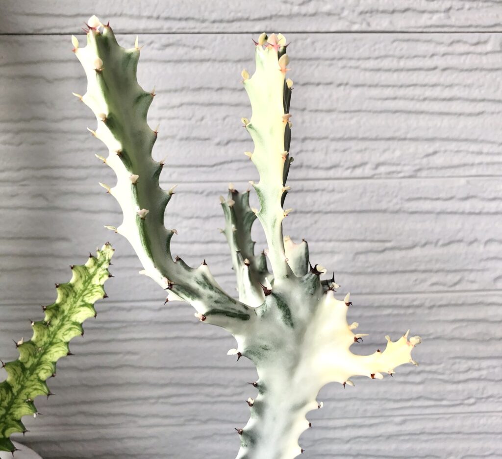 トリゴナ・ホワイトゴーストの成長