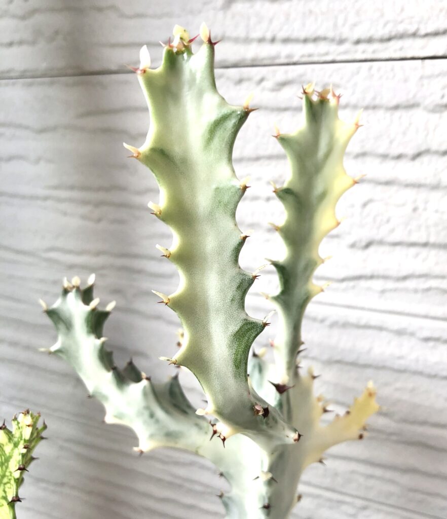 トリゴナ・ホワイトゴーストの成長