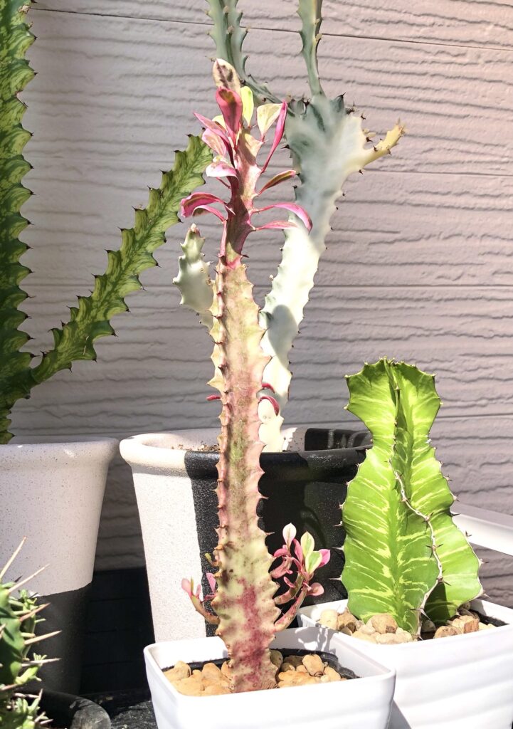 トリゴナピンク斑