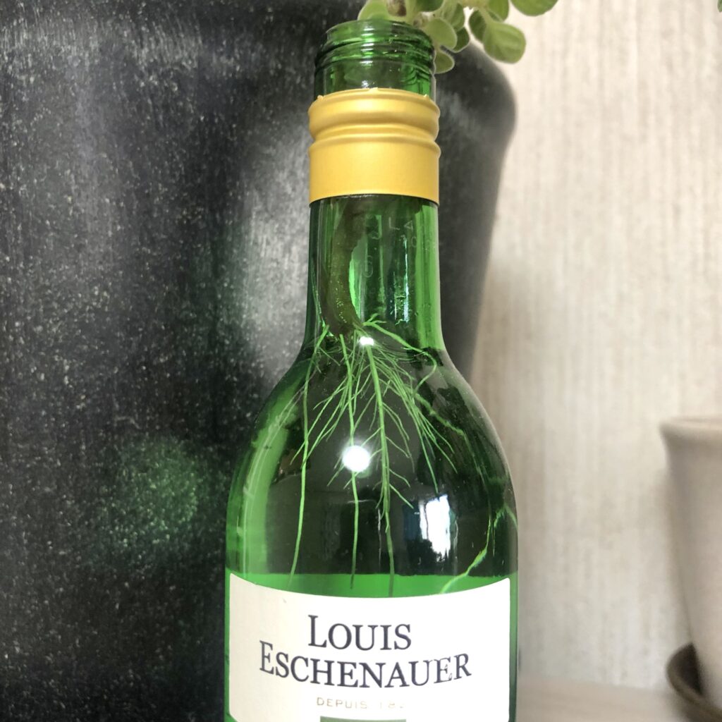 アロマティカス水差し